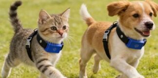 Cómo funciona el primer collar del mundo que traduce los ladridos y maullidos de las mascotas? como-funciona-el-primer-collar-del-mundo-que-traduce-los-ladridos-y-maullidos-de-las-mascotas?