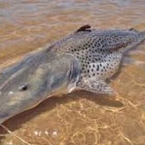 prohiben-pescar-en-el-rio-parana-para-proteger-un-enorme-cardumen-de-surubies