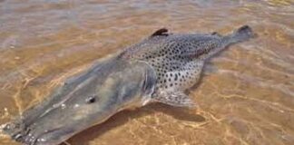 Prohíben pescar en el río Paraná para proteger un enorme cardumen de surubíes prohiben-pescar-en-el-rio-parana-para-proteger-un-enorme-cardumen-de-surubies