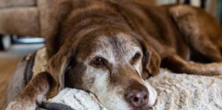 Atención al sedentarismo de las mascotas: no sólo puede deberse a que se ponen grandes atencion-al-sedentarismo-de-las-mascotas:-no-solo-puede-deberse-a-que-se-ponen-grandes