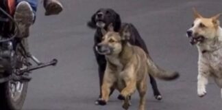 La atacaron tres perros mientras andaba en moto, ahora los dueños deberán pagarle una suma millonaria la-atacaron-tres-perros-mientras-andaba-en-moto,-ahora-los-duenos-deberan-pagarle-una-suma-millonaria