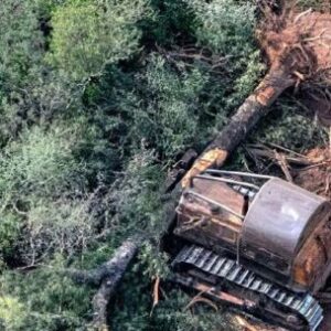 un-fallo-judicial-reactivo-la-proteccion-ambiental-de-los-bosques-chaquenos