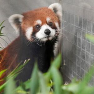 una-joven-pareja-de-pandas-roux-chinos-infiltrada-en-taiwan