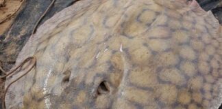 Histórico: una raya de agua dulce realizó el desplazamiento más largo jamás registrado historico:-una-raya-de-agua-dulce-realizo-el-desplazamiento-mas-largo-jamas-registrado