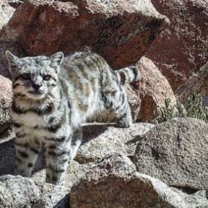 para-findelargo-como-es-el-plan-para-para-rescatar-al-felino-mas-amenazado-de-america?