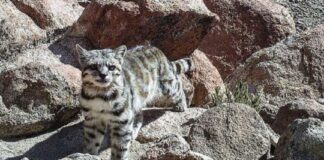 PARA FINDELARGO Cómo es el plan para para rescatar al felino más amenazado de América? para-findelargo-como-es-el-plan-para-para-rescatar-al-felino-mas-amenazado-de-america?