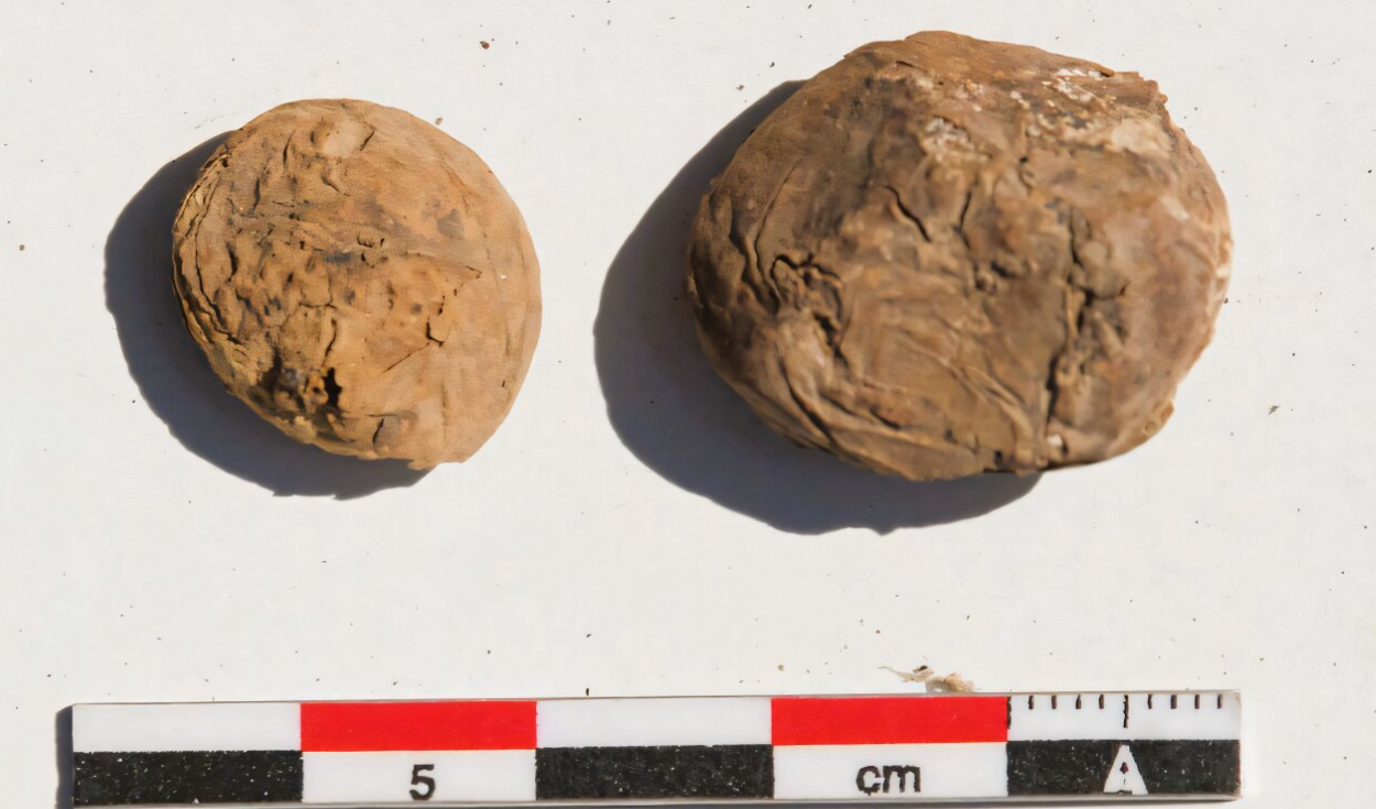 arqueologos-desentierran-unas-raras-papas-deshidratadas-de-500-anos-de-antiguedad-en-un-yacimiento-inca-costero.