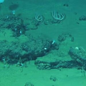 encuentran-el-cementerio-de-ballenas-mas-grande-y-profundo-de-la-historia-en-el-oceano-indico