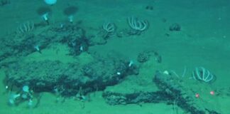 Encuentran el cementerio de ballenas más grande y profundo de la historia en el océano Índico encuentran-el-cementerio-de-ballenas-mas-grande-y-profundo-de-la-historia-en-el-oceano-indico