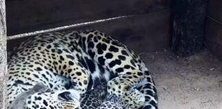 Te presentamos al yaguareté número 50 nacido en total libertad en el Iberá te-presentamos-al-yaguarete-numero-50-nacido-en-total-libertad-en-el-ibera