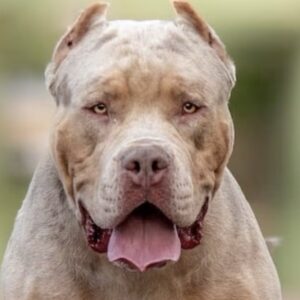 un-pitbull-ataco-a-una-nena-de-5-anos-y-le-tienen-que-reconstruir-la-cara.