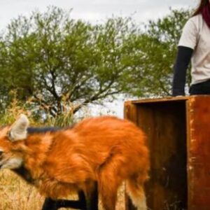 liberan-a-decenas-de-ejemplares-emblematicos-de-la-fauna-santafesina-en-su-habitat-natural