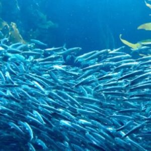 cual-es-el-pequeno-pez-que-es-vital-para-alimentar-al-mar-patagonico?