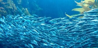 Cuál es el pequeño pez que es vital para alimentar al mar patagónico? cual-es-el-pequeno-pez-que-es-vital-para-alimentar-al-mar-patagonico?