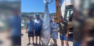 Capturaron un atún rojo de 300 kilos tras una lucha de más de 90 minutos capturaron-un-atun-rojo-de-300-kilos-tras-una-lucha-de-mas-de-90-minutos