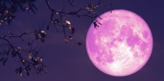 Luna de Fresa 2026: cuándo, a qué hora y desde dónde ver este impactante show astral en la Argentina? luna-de-fresa-2026:-cuando,-a-que-hora-y-desde-donde-ver-este-impactante-show-astral-en-la-argentina?