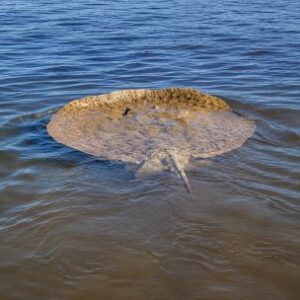 el-extrano-comportamiento-de-una-raya-gigante-en-esquina-sorprendio-a-los-pescadores