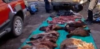 Detienen a 3 cazadores furtivos con una tonelada de carne faenada y un arsenal de armas detienen-a-3-cazadores-furtivos-con-una-tonelada-de-carne-faenada-y-un-arsenal-de-armas