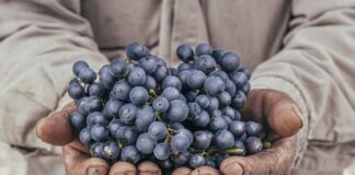 The renaissance of the Criolla grape family the-renaissance-of-the-criolla-grape-family