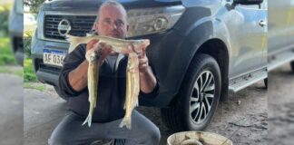 Caballo Loco resurge con grandes pejerreyes y vuelve a ser una joya de la pesca bonaerense caballo-loco-resurge-con-grandes-pejerreyes-y-vuelve-a-ser-una-joya-de-la-pesca-bonaerense