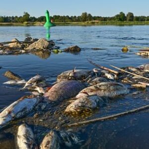 alerta:-miles-de-peces-murieron-tras-el-vaciado-de-un-embalse-en-plena-ola-de-calor