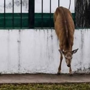 avistan-un-ciervo-axis-suelto-en-un-barrio-de-la-plata