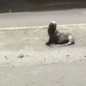 aparecio-un-lobo-marino-herido-en-la-costanera-de-el-condor
