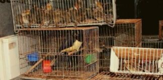 El tráfico ilegal de fauna silvestre ya es la cuarta industria ilícita más rentable del planeta el-trafico-ilegal-de-fauna-silvestre-ya-es-la-cuarta-industria-ilicita-mas-rentable-del-planeta