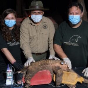 rastrean-con-gps-a-un-tatu-carreta-gigante-en-el-corazon-de-el-impenetrable