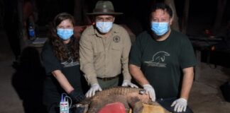 Rastrean con GPS a un tatú carreta gigante en el corazón de El Impenetrable rastrean-con-gps-a-un-tatu-carreta-gigante-en-el-corazon-de-el-impenetrable