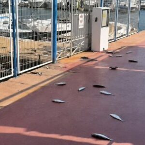 no-fue-inteligencia-artificial:-revelan-que-provoco-la-espectacular-huida-de-cientos-de-peces-en-almeria