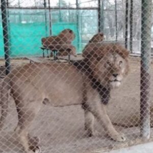 trasladaran-a-30-felinos-del-ex-zoologico-de-lujan-a-santuarios-de-estados-unidos-y-sudafrica