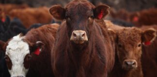 Auge de la importación en la carne: esperan que los ingresos se dupliquen en 2026 auge-de-la-importacion-en-la-carne:-esperan-que-los-ingresos-se-dupliquen-en-2026