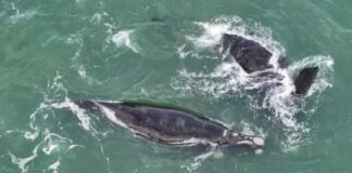 Mirá el espectáculo inolvidable que dieron las ballenas en una playa del norte marplatense mira-el-espectaculo-inolvidable-que-dieron-las-ballenas-en-una-playa-del-norte-marplatense