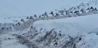 El crudo invierno sanjuanino obliga a los guanacos a copar los caminos el-crudo-invierno-sanjuanino-obliga-a-los-guanacos-a-copar-los-caminos