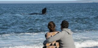 Puerto Madryn: invierno activo en la ciudad y sus costas puerto-madryn:-invierno-activo-en-la-ciudad-y-sus-costas