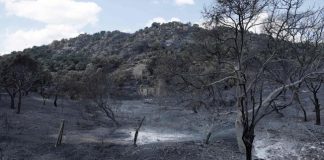 En España, la solidaridad y la concordia política prevalecen frente a los incendios monstruosos en-espana,-la-solidaridad-y-la-concordia-politica-prevalecen-frente-a-los-incendios-monstruosos