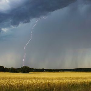 la-guerra,-el-nino-y-un-vuelco-vertiginoso-en-el-mercado-del-trigo
