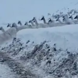 el-crudo-invierno-sanjuanino-obliga-a-los-guanacos-a-copar-los-caminos