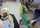 Cachorro é resgatado com vida após 29 dias sob escombros na Venezuela cachorro-e-resgatado-com-vida-apos-29-dias-sob-escombros-na-venezuela