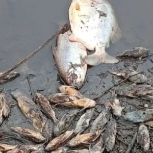 prohiben-la-pesca-en-el-rio-salado-tras-una-impactante-mortandad-de-peces-en-chaco
