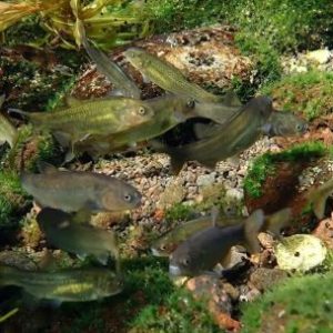 un-pez-unico-en-el-mundo:-proponen-a-la-mojarra-desnuda-como-simbolo-de-la-ictiologia-argentina