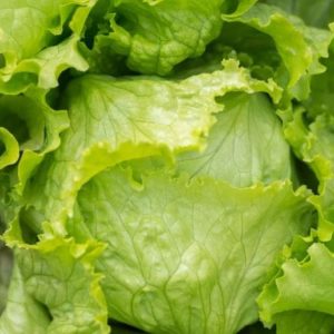 eeuu-registra-el-peor-brote-de-cyclospora-de-su-historia-y-vinculan-parte-del-origen-a-lechuga-de-taco-bell