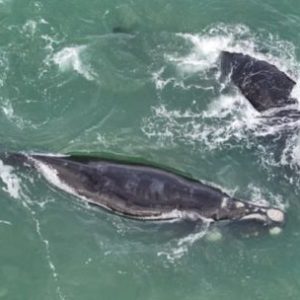 mira-el-espectaculo-inolvidable-que-dieron-las-ballenas-en-una-playa-del-norte-marplatense