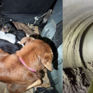asi-rescataron-a-una-perra-y-sus-8-cachorros-atrapados-en-un-desague-en-berisso