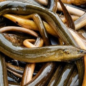 cientificos-piden-ayuda-para-detectar-a-una-anguila-asiatica-que-amenaza-a-la-fauna