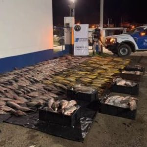 golpe-a-la-pesca-ilegal:-prefectura-incauto-1.300-kilos-de-pescado-durante-un-control-en-paranacito
