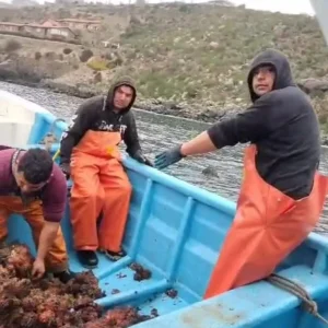 temporal-arraso-cultivos-de-piure-y-deja-de-brazos-cruzados-a-pescadores