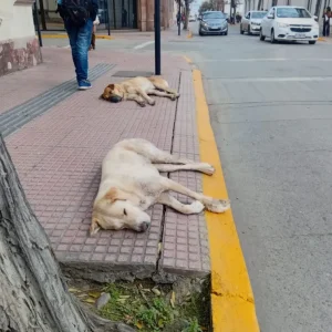 municipios-inician-el-retorno-de-perros-comunitarios-a-sus-sectores-de-origen