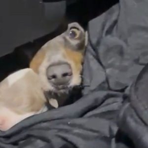 aduanas-incauto-doce-cachorros-de-perro-salchicha-que-intentaban-ingresar-a-uruguay-escondidos-en-un-auto-desde-argentina